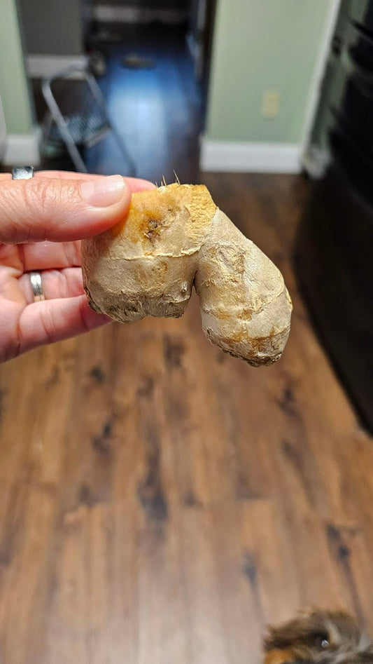 Ginger - A simple root that supports